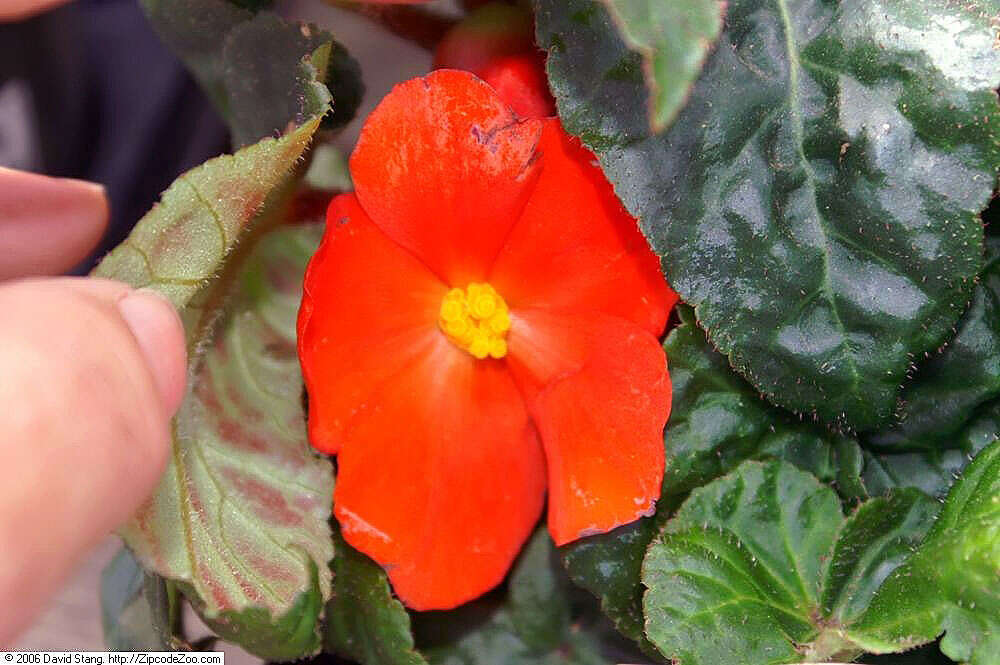 Image of Begonia tuberhybrida Voss