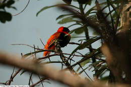 Image of Red Bishop