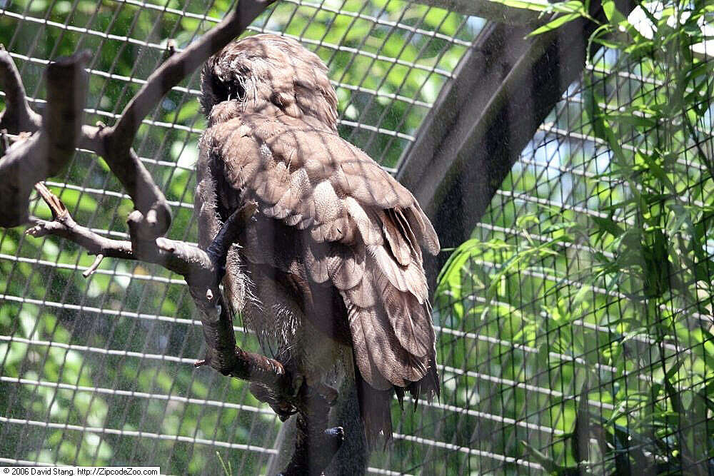 Bubo lacteus (Temminck 1820)的圖片