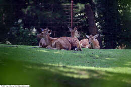 Image of Formosan sika deer