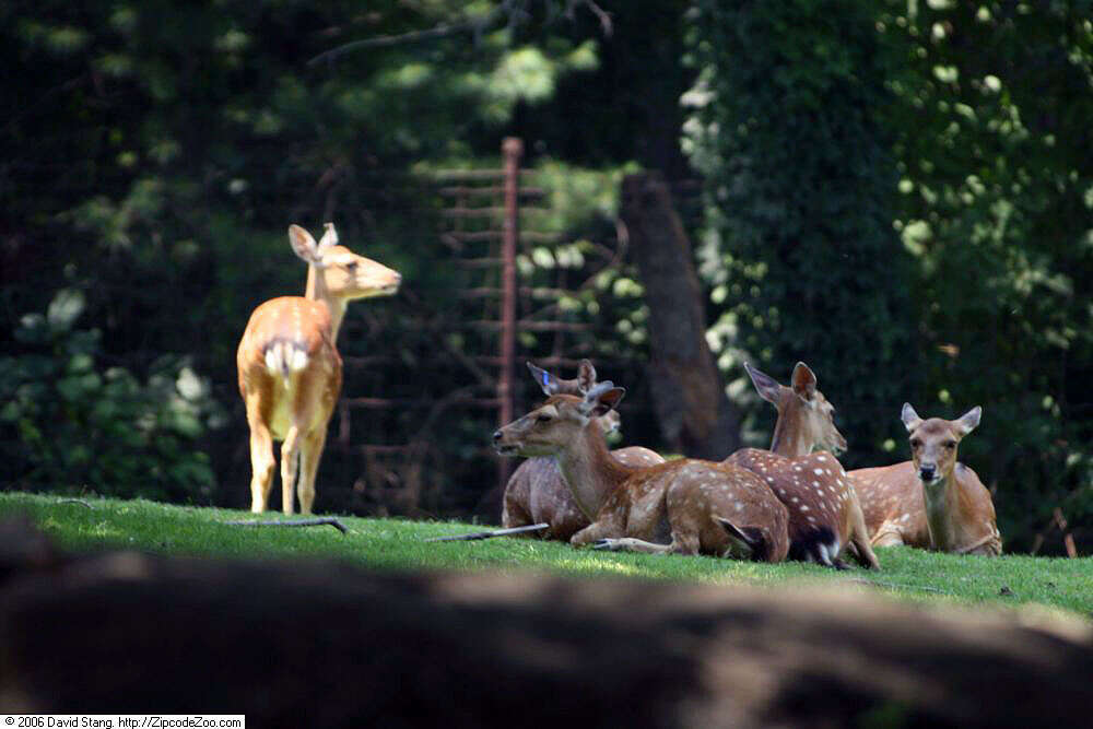 Image of Formosan sika deer