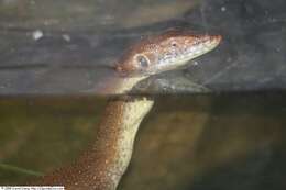 Image of Mertens's Water Monitor