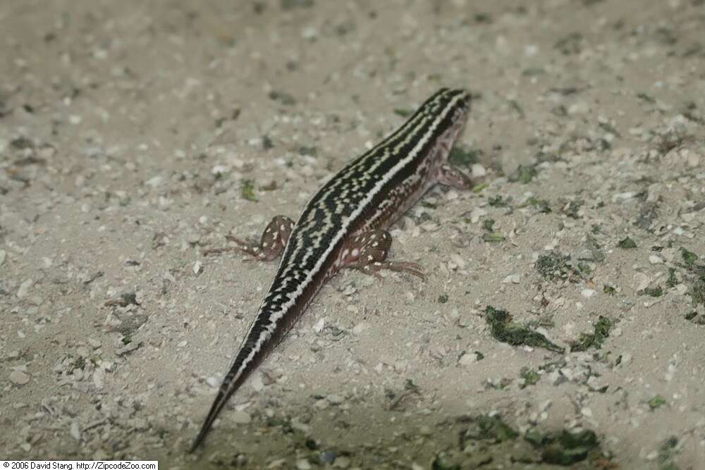 Image de Zonosaure à quatre bandes