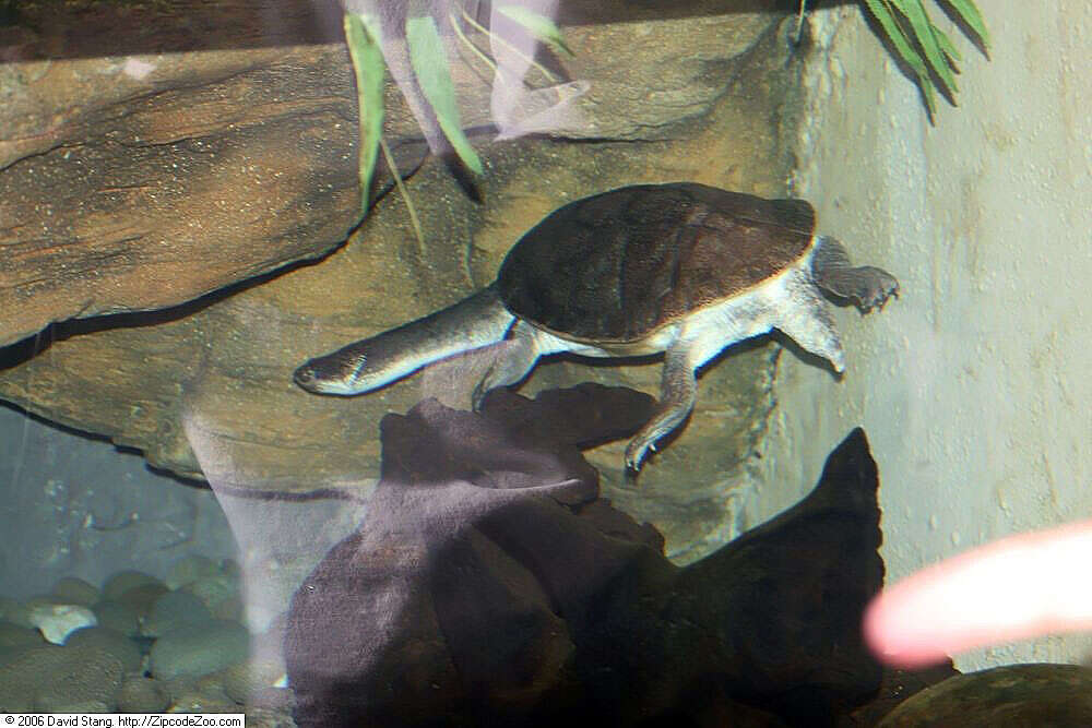 Image of Parker’s snake-necked turtle