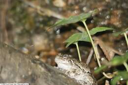 Lithobates sylvaticus (Le Conte 1825) resmi