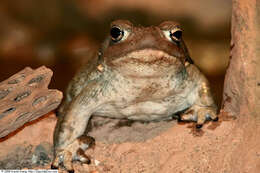 Image of Colorado River Toad Sonoran Desert Toad