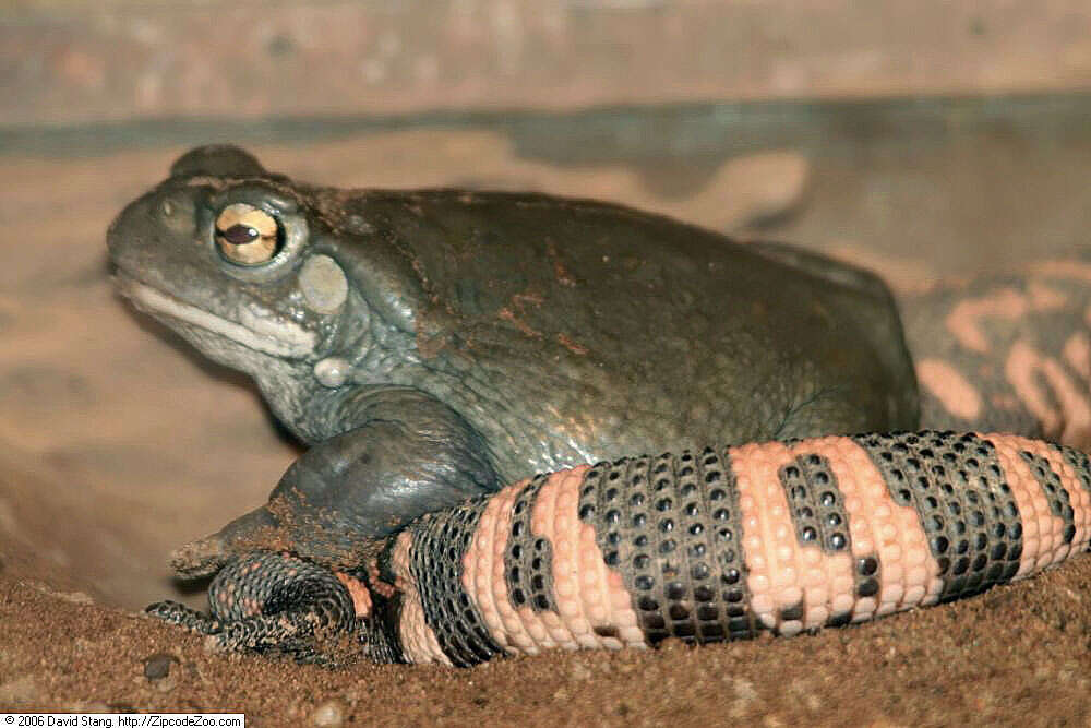 Image of Colorado River Toad Sonoran Desert Toad