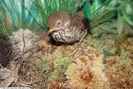 Image of Hermit Thrush