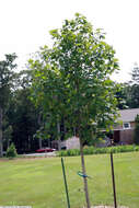 Image of sugar maple