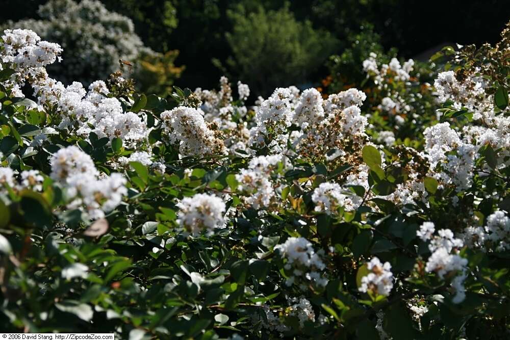 Image of lagerstroemia