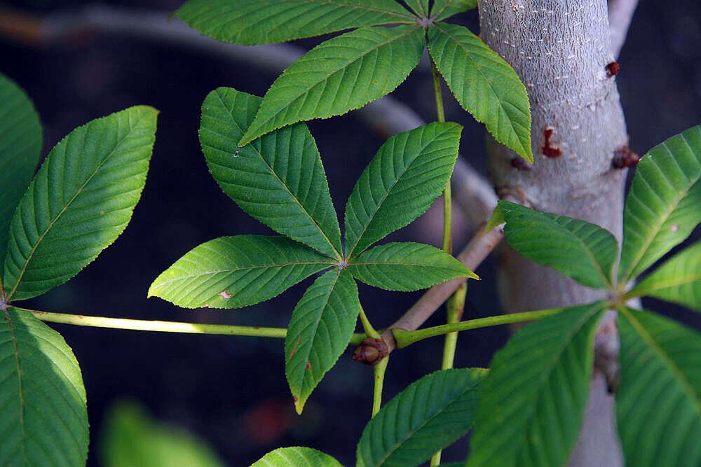 Image of red horse-chestnut