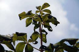 Image of red horse-chestnut