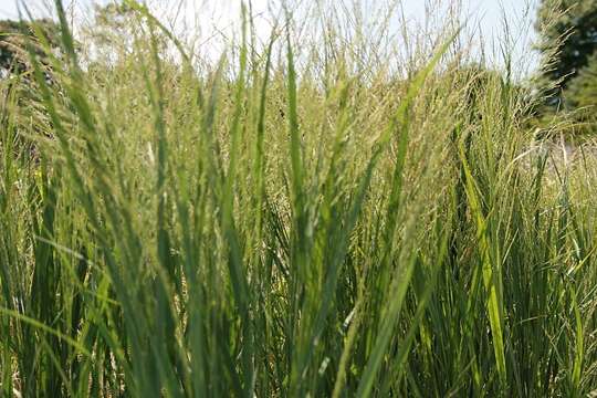 Imagem de Panicum virgatum L.