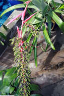 Image of Aechmea bracteata (Sw.) Griseb.