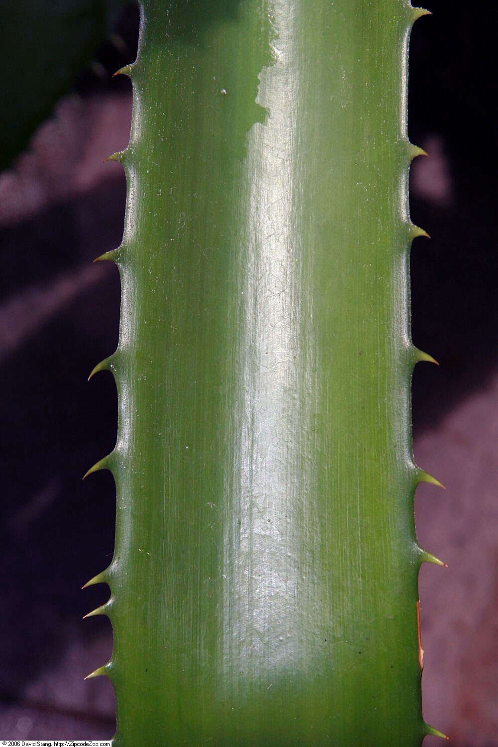 Image of Aechmea bracteata (Sw.) Griseb.