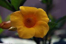 Image of bush allamanda