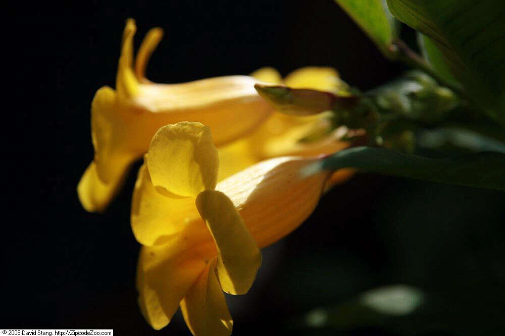 Image of bush allamanda