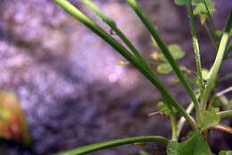 Image of Lady's leek