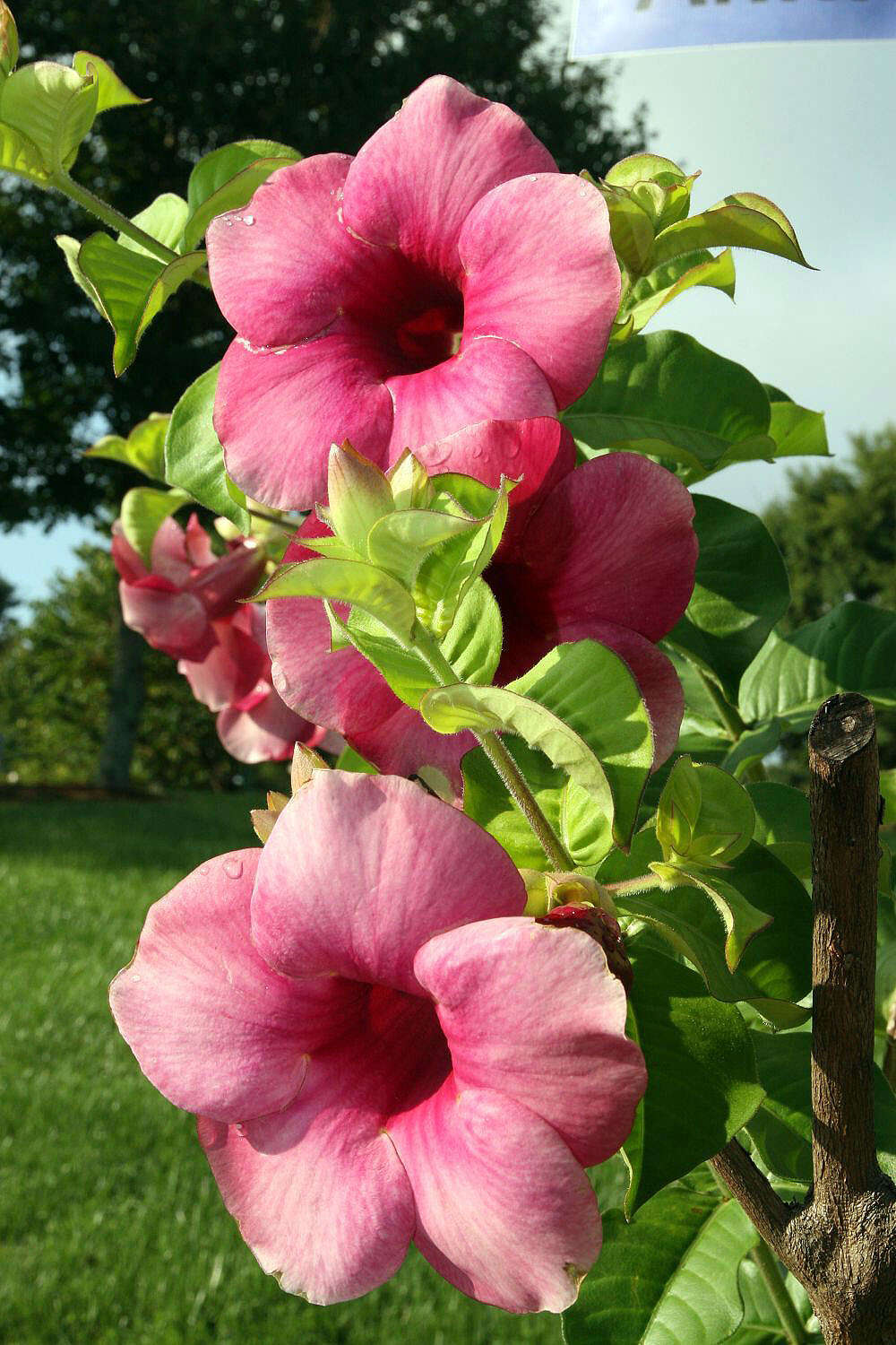 Image of purple allamanda