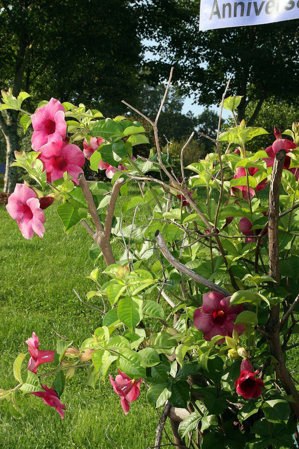 Image of purple allamanda