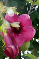 Image of purple allamanda