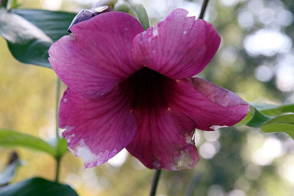 Image of purple allamanda