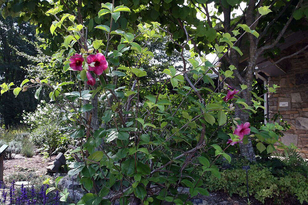 Image of golden trumpet