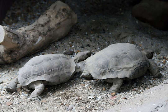 Image of desert tortoise