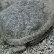 Image of Ornate Box Turtle