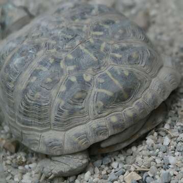 Plancia ëd Terrapene ornata (Agassiz 1857)