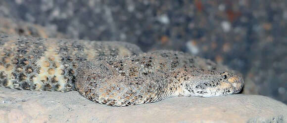 Image of Speckled Rattlesnake