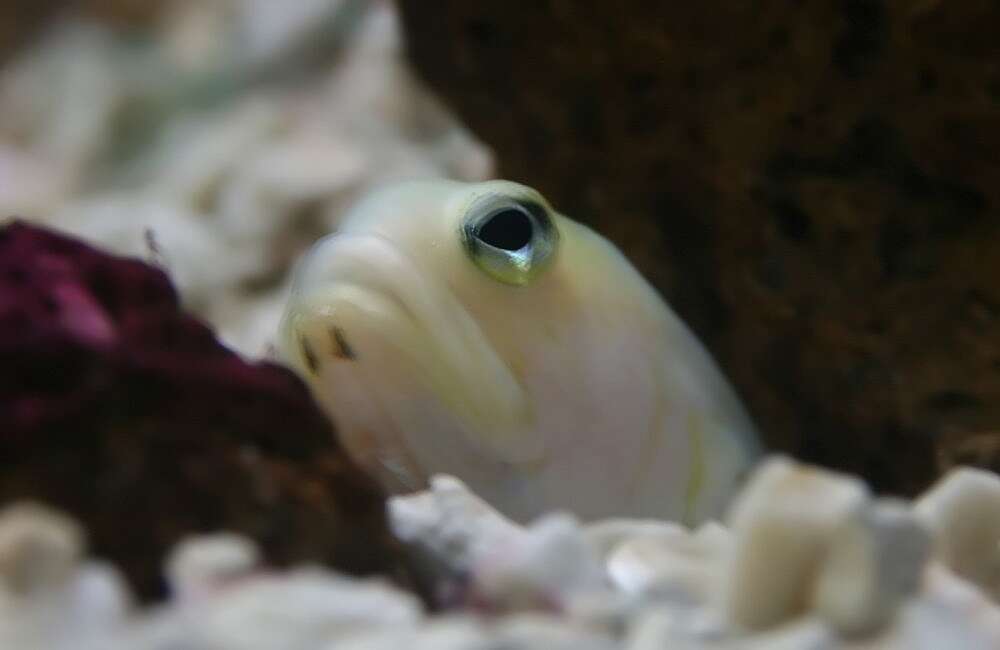 Image of Yellowhead Jawfish