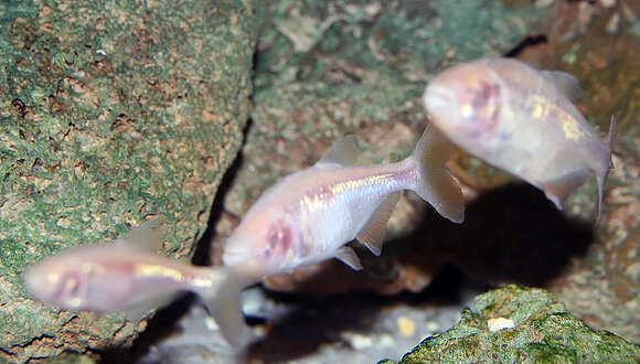 Image of Cave Tetra