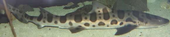 Image of Leopard Shark