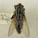 صورة Sarcophaga haemorrhoidalis