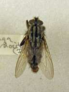 صورة Sarcophaga haemorrhoidalis