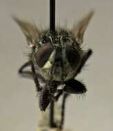 صورة Sarcophaga haemorrhoidalis