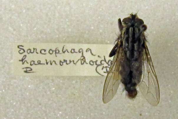 صورة Sarcophaga haemorrhoidalis