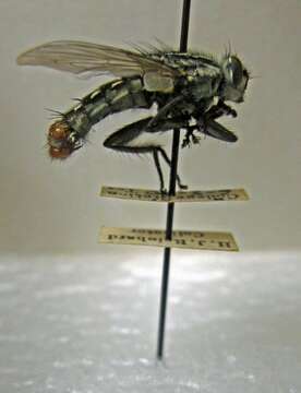 Image of Sarcophaga haemorrhoidalis