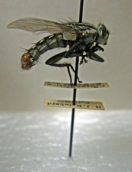 صورة Sarcophaga haemorrhoidalis