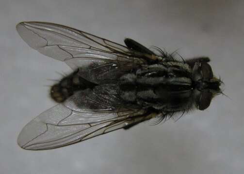 Image of Sarcophaga haemorrhoidalis