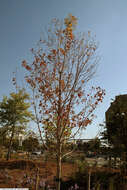 Image of sugar maple