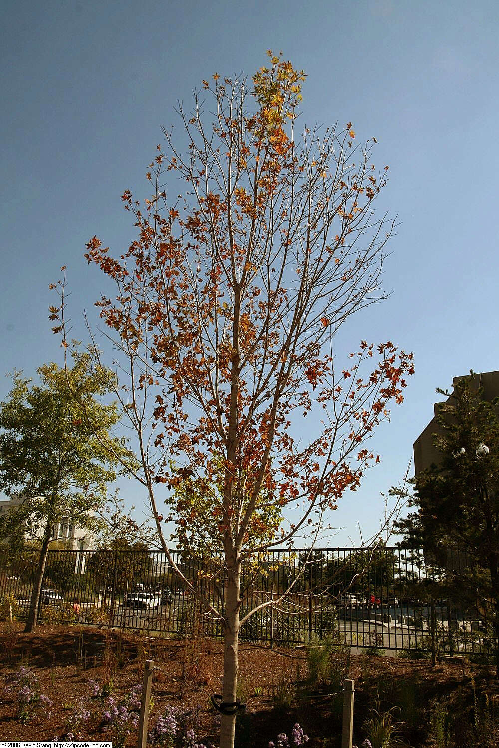 Image of sugar maple