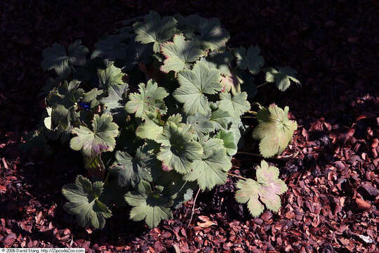 Image of Alchemilla erythropoda Juz.