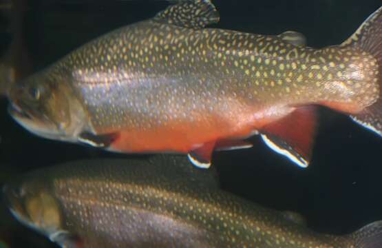 Image of brook trout