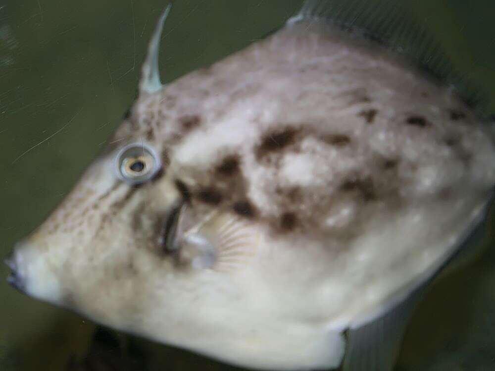 Image of Planehead Filefish