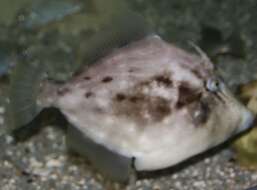 Image of Planehead Filefish