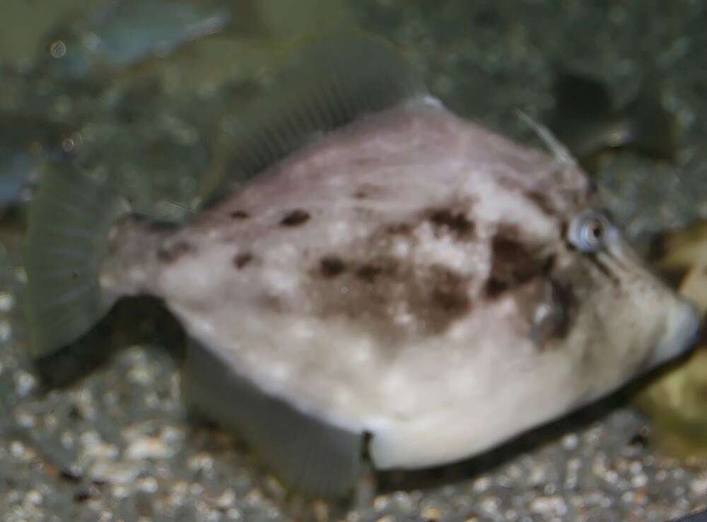 Image of Planehead Filefish