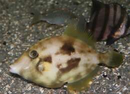 Image of Planehead Filefish