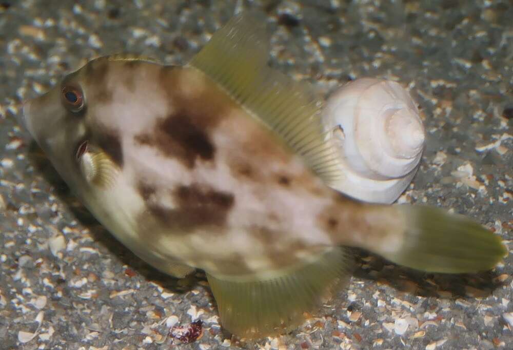 Image of Planehead Filefish